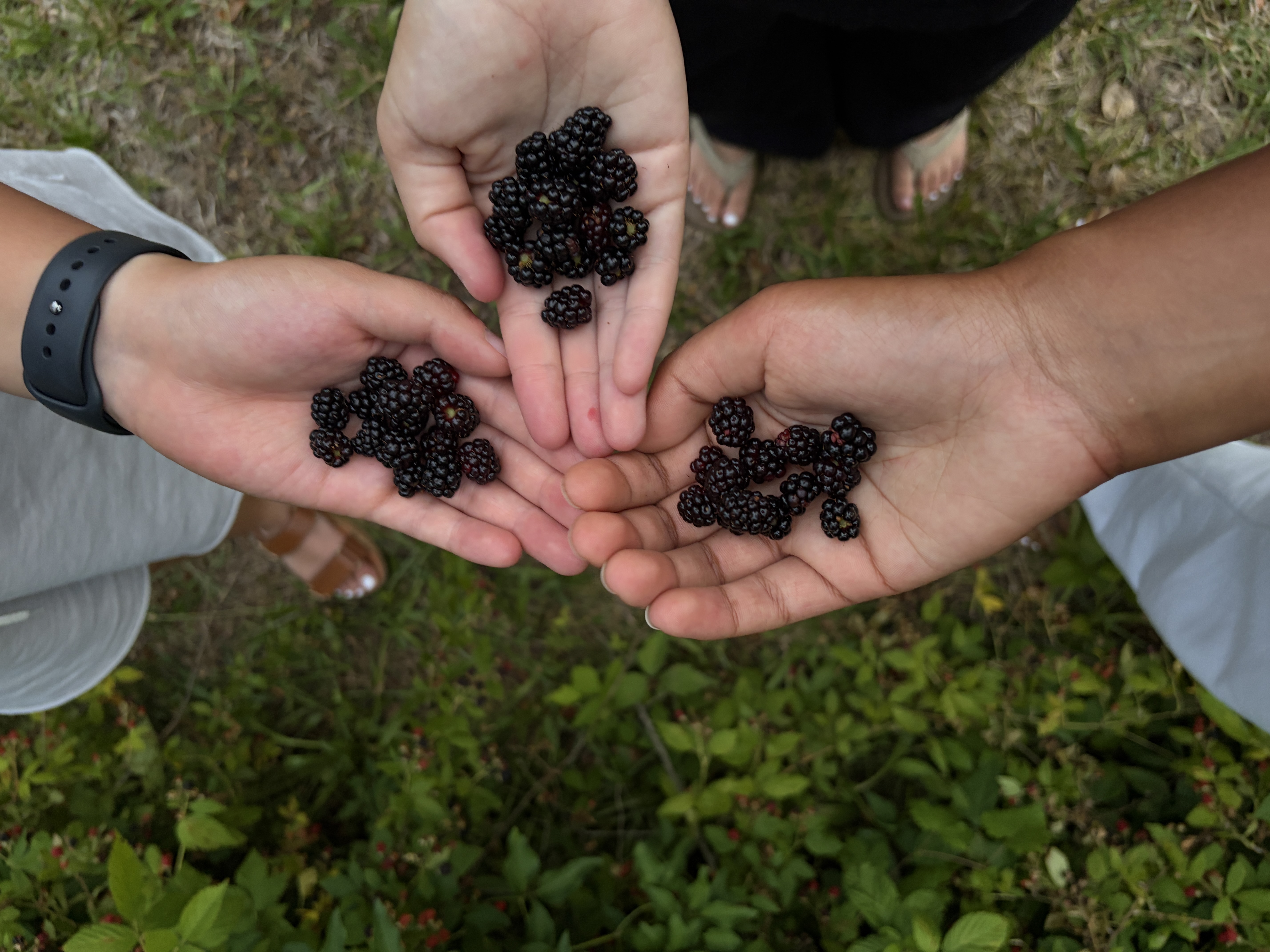 foraging w/ friends